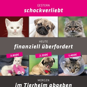 Kampagne des Tierheims Bergheim mit Mops und zwei Katzen.