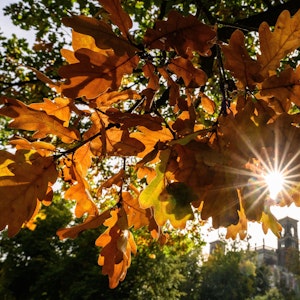 Die Sonne schein im Park von Schloss Albrechtsberg durch die Blätter eines Baumes