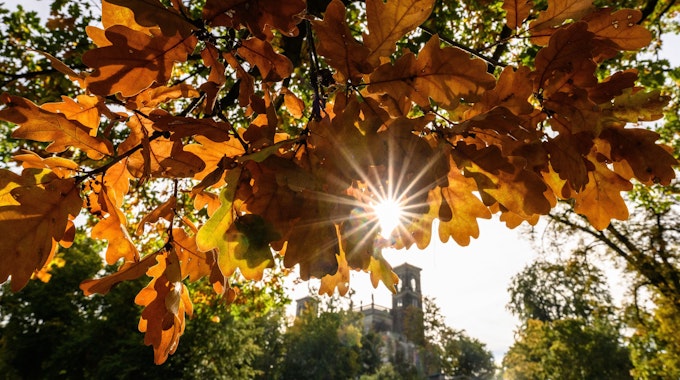 Die Sonne schein im Park von Schloss Albrechtsberg durch die Blätter eines Baumes