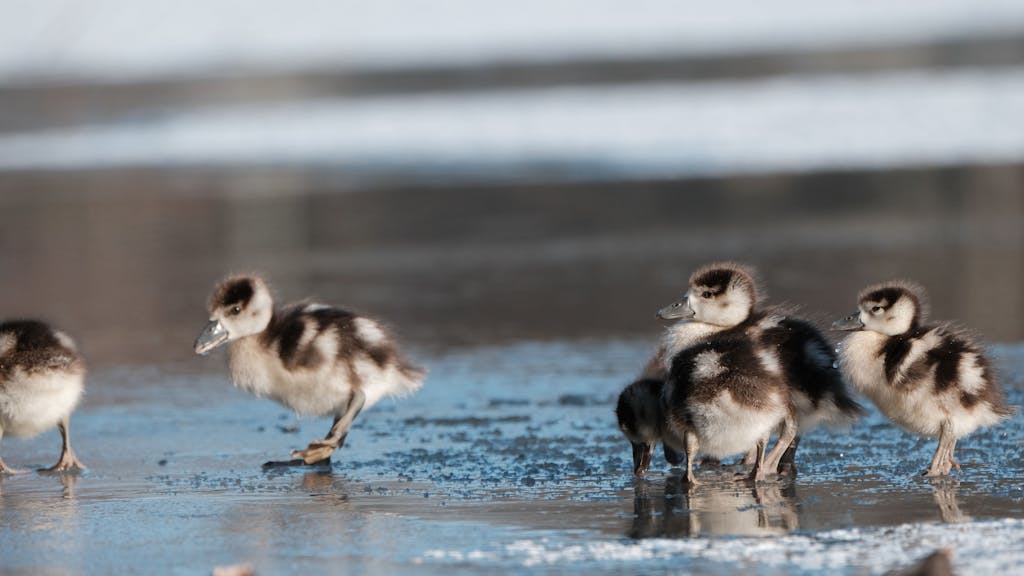 Enten watscheln an einem teilweise gefrorenen See entlang.