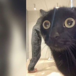 Eine schwarze Katze schaut mit großen Augen in eine Kamera.