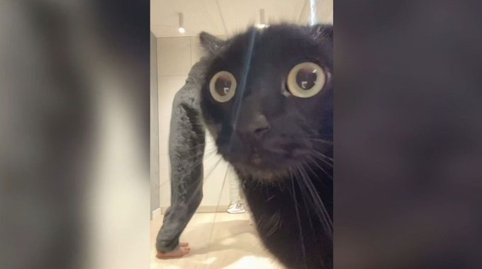 Eine schwarze Katze schaut mit großen Augen in eine Kamera.