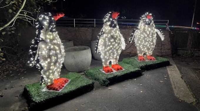 Beleuchtete Pinguinfiguren stehen im Kölner Zoo.