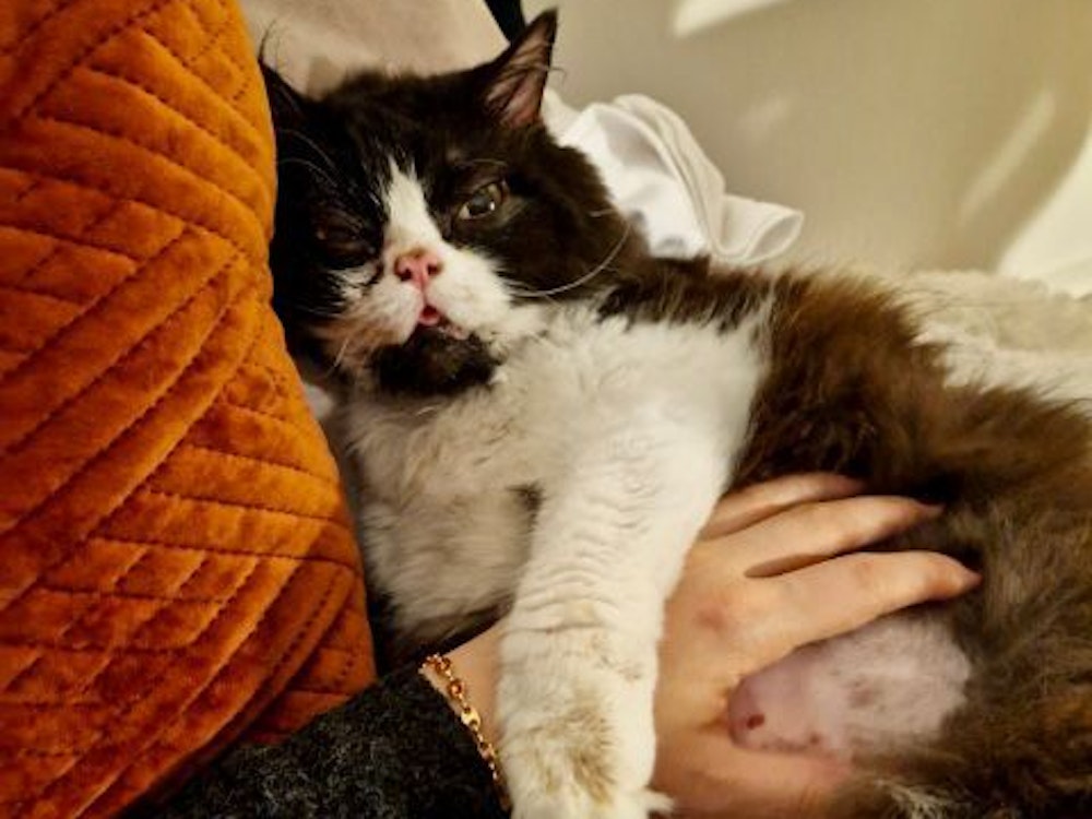 Katze Kleo liegt nach ihrer Tortur auf dem Schoß von Besitzerin Sophia N.
