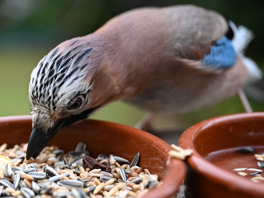 Vögel füttern: Ein Eichelhäher pickt auf einem Balkon Nüsse und Kerne aus einem Futternapf.