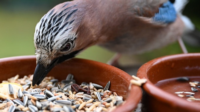 Vögel füttern: Ein Eichelhäher pickt auf einem Balkon Nüsse und Kerne aus einem Futternapf.