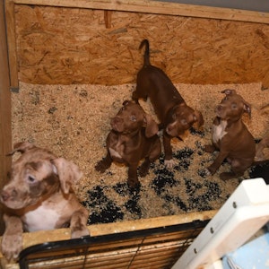 Fünf Hunde-Welpen in einer Kiste. Sie werden auf engem Raum zusammen gehalten.