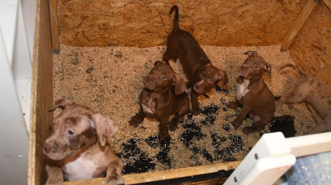 Fünf Hunde-Welpen in einer Kiste. Sie werden auf engem Raum zusammen gehalten.