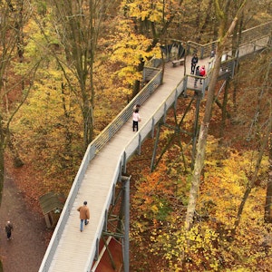 Zwischen den bunten Blättern in den Kronen der Bäume sind im November 2017 im Nationalpark Hainich bei Thiemsburg, nördlich von Eisenach (Thüringen), Besucher auf dem Baumkronenpfad unterwegs.