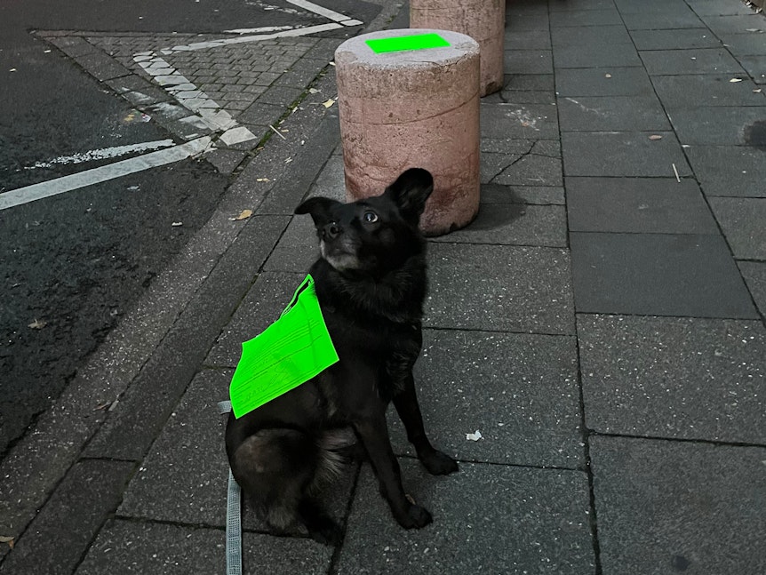 Ein schwarzer Hund wurde mit einem grünen Zettel beklebt.