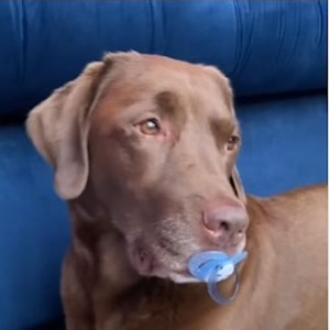 Labrador Ollie hält einen Schnuller in der Schnauze.