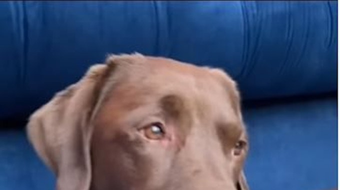 Labrador Ollie hält einen Schnuller in der Schnauze.