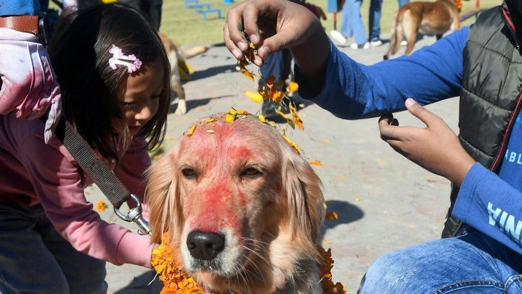 Ein Hund wird mit Blütenblättern geschmückt.&nbsp;
