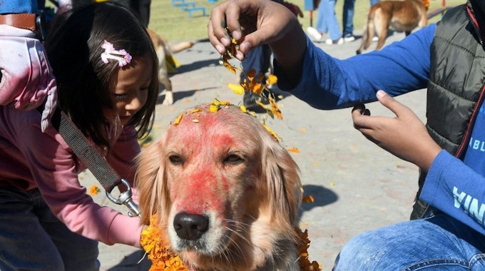 Ein Hund wird mit Blütenblättern geschmückt.