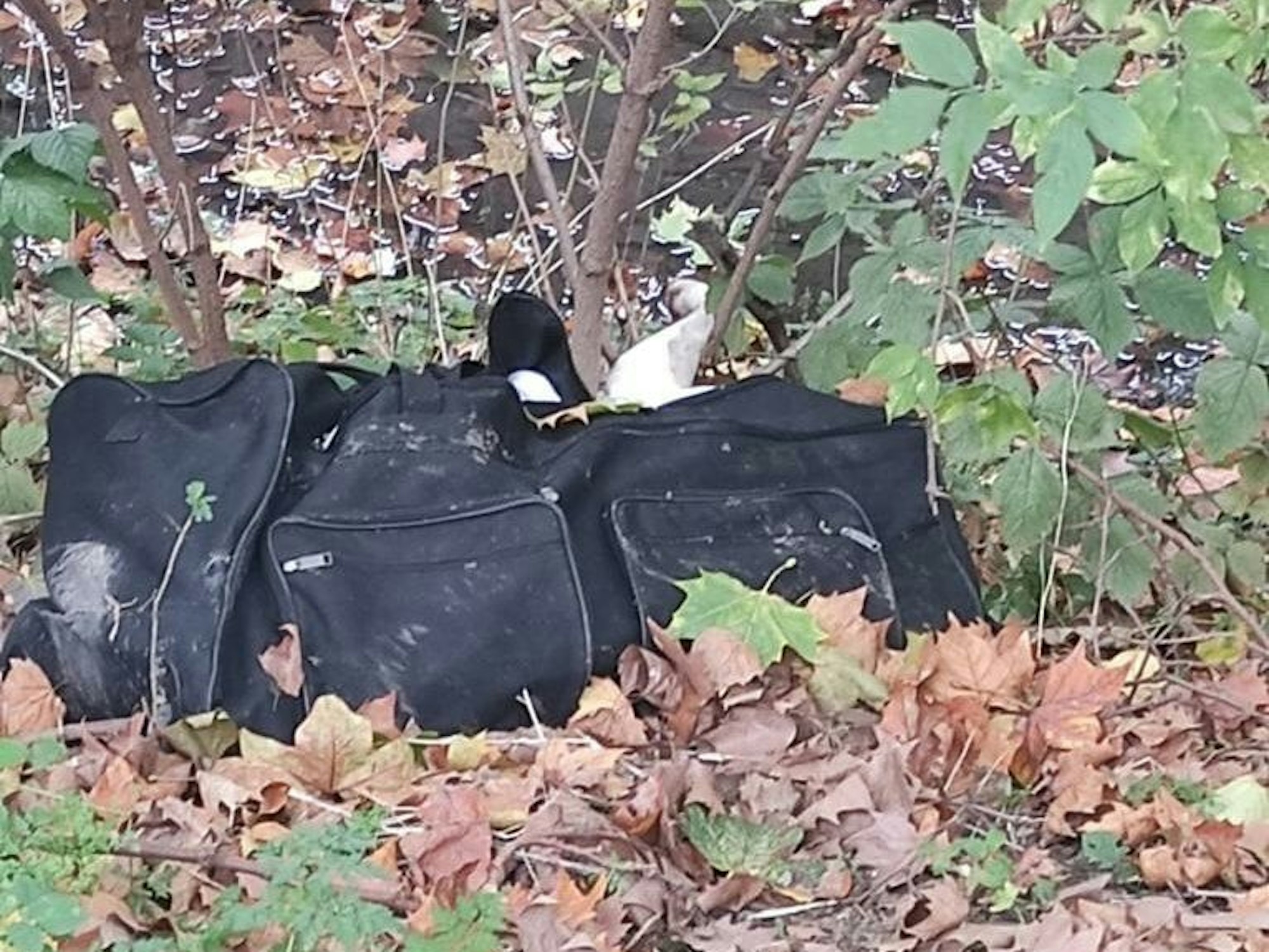 Eine Sporttasche liegt im Gebüsch, darin der tote Hund Pasa.