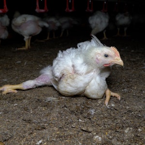 Ein Huhn kann sich kaum noch bewegen und liegt auf dem Boden eines Maststalls in Niedersachsen, von dem aus Lidl mit Fleisch versorgt wird.