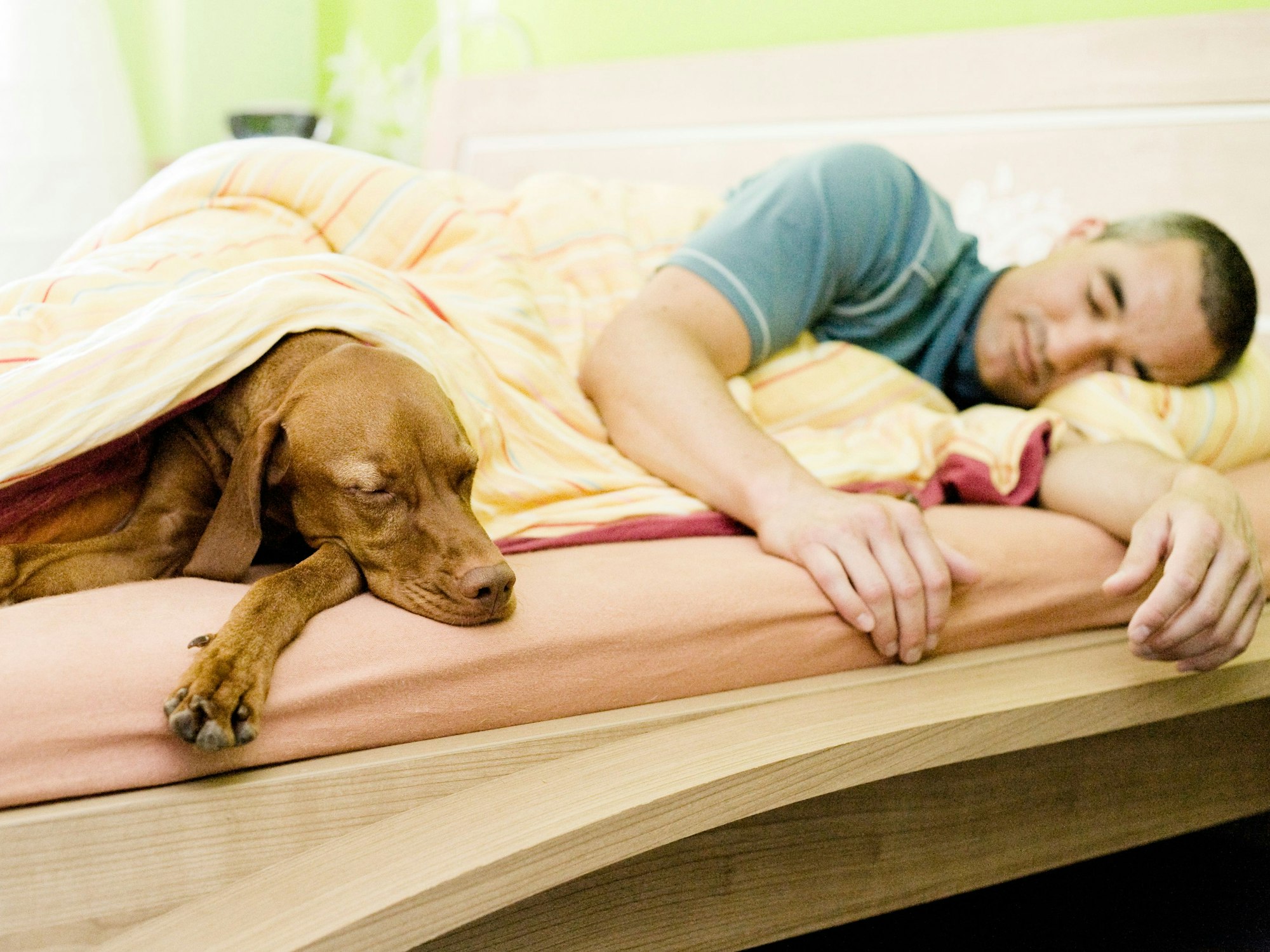 Manche Hundehalter lieben es, wenn der Hund mit in ihrem Bett schläft.