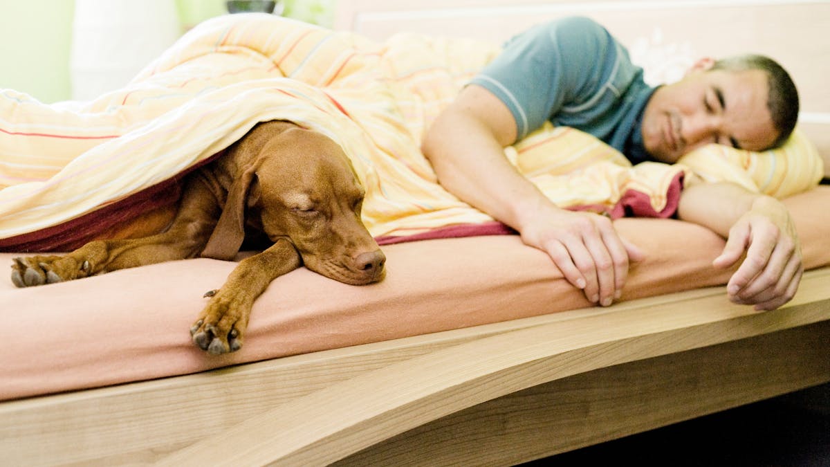 Ein Hund teilt sich das Bett mit seinem Besitzer.