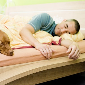 Ein Hund teilt sich das Bett mit seinem Besitzer.