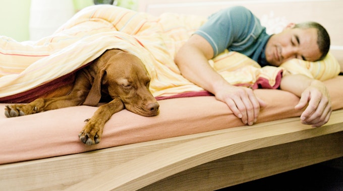 Manche Hundehalter lieben es, wenn der Hund mit in ihrem Bett schläft.