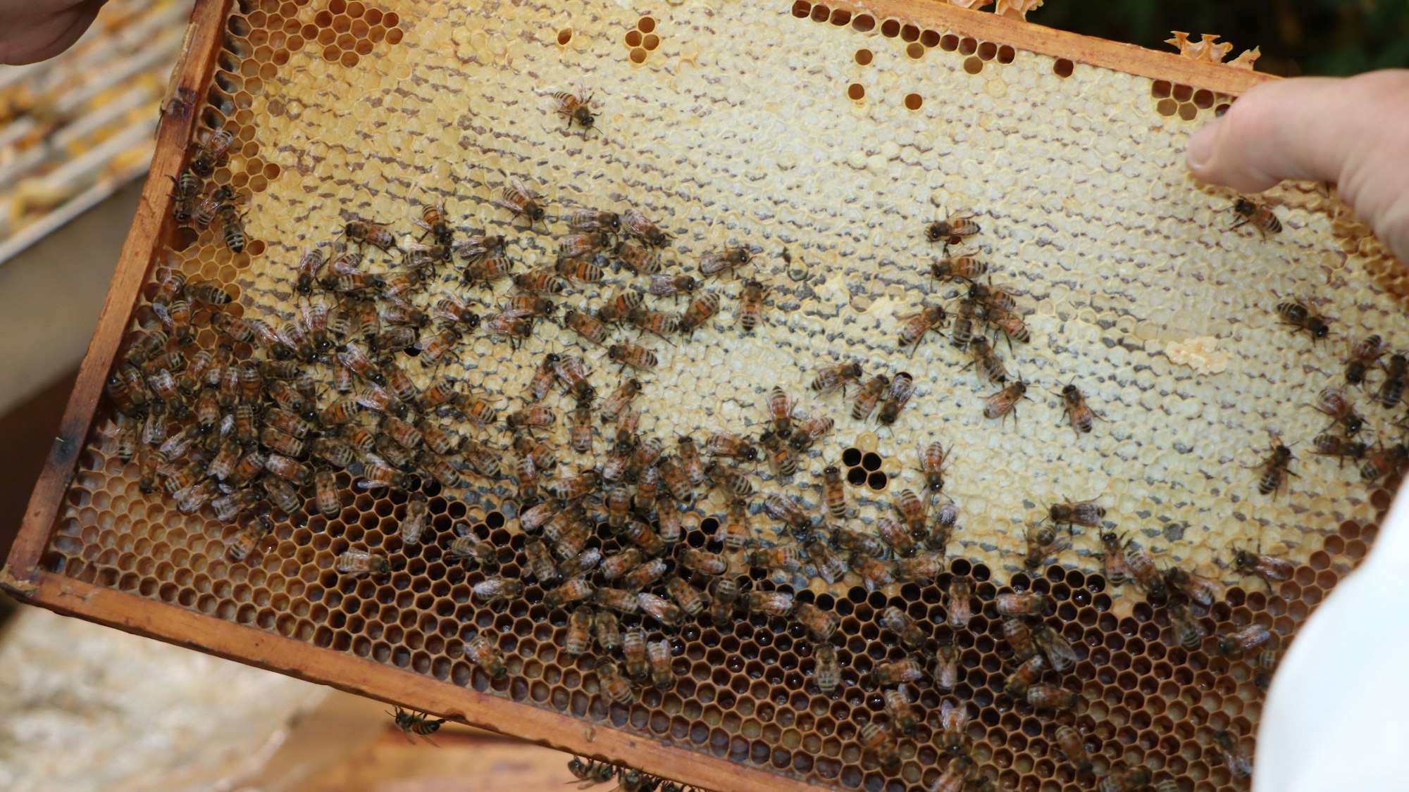 Die Bienen kriechen auf einer Wabe herum, in der sie Futter finden.