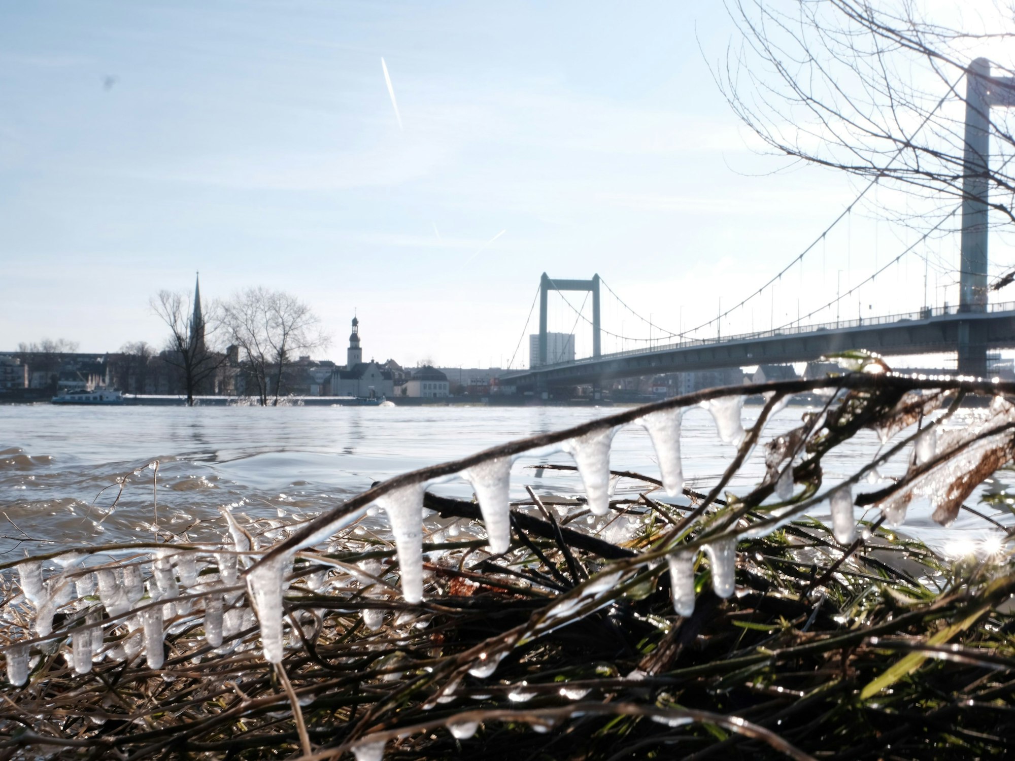 Eiszapfen entlang eines Astes am Rheinufer