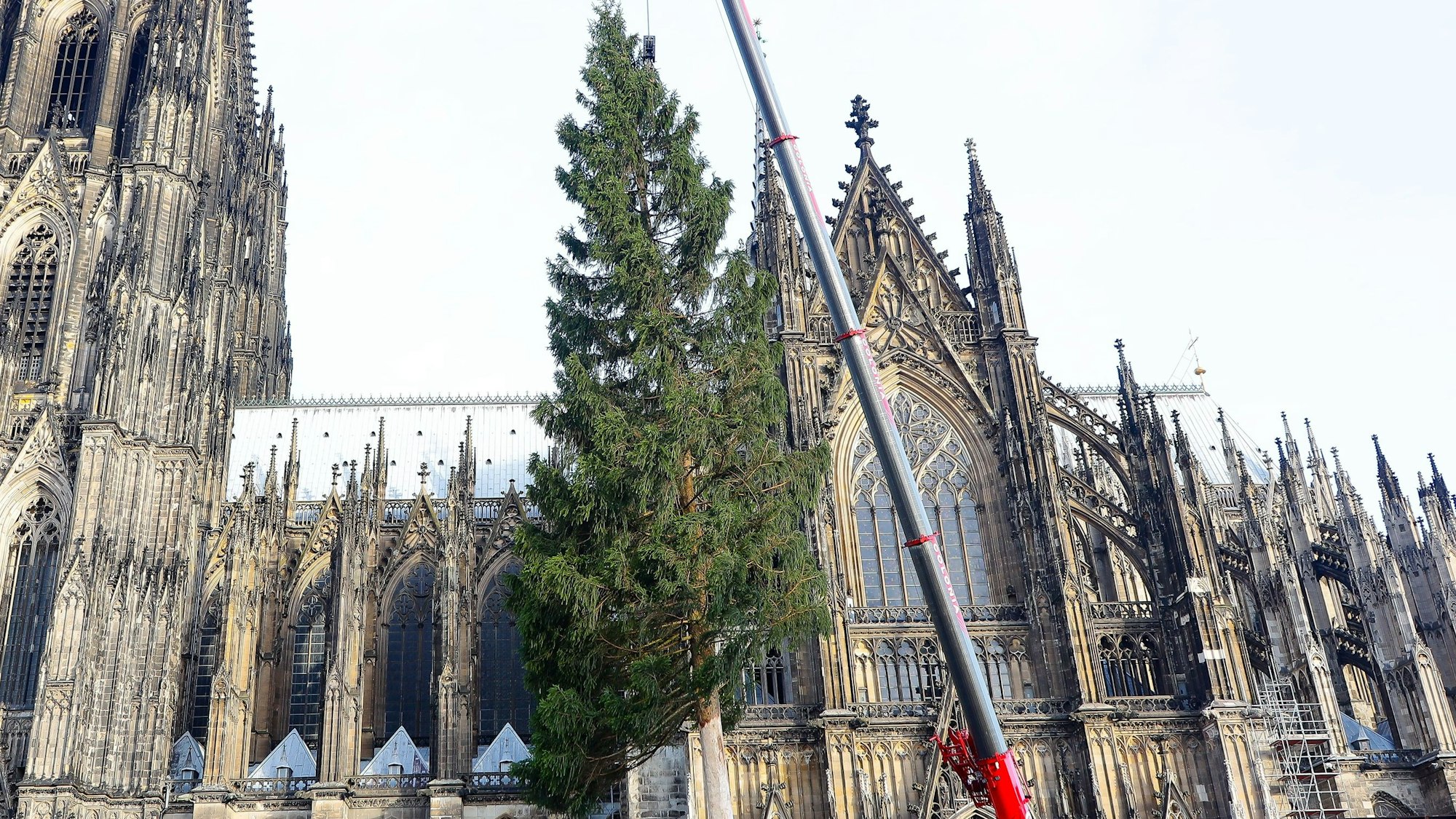 Aufstellung des 26 Meter grossen Weihnachtsbaums auf dem Weihnachtsmarkt am Dom