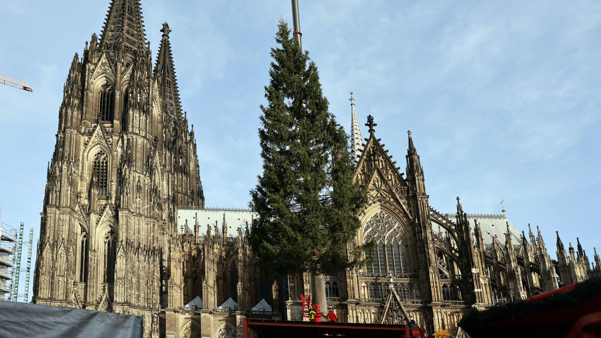 Ein Weihnachtsbaum wird auf dem Roncalliplatz aufgestellt