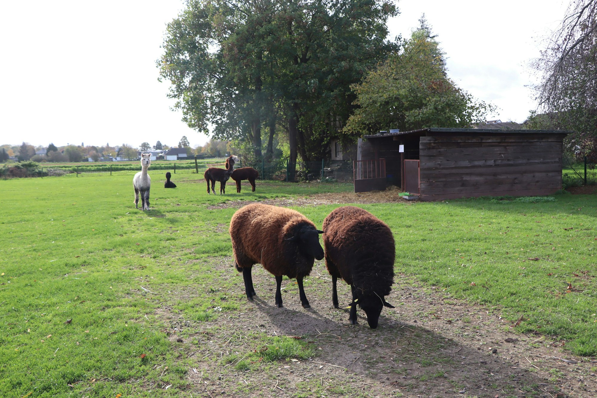 Schafe stehen auf einer Weide hinter dem Hof in Erftstadt-Konradweiher.