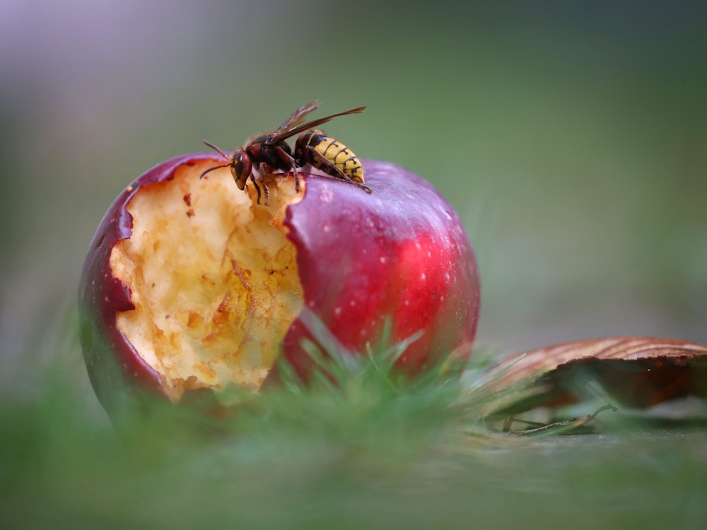Eine Hornisse frisst an einem unter einem Baum liegenden Apfel.