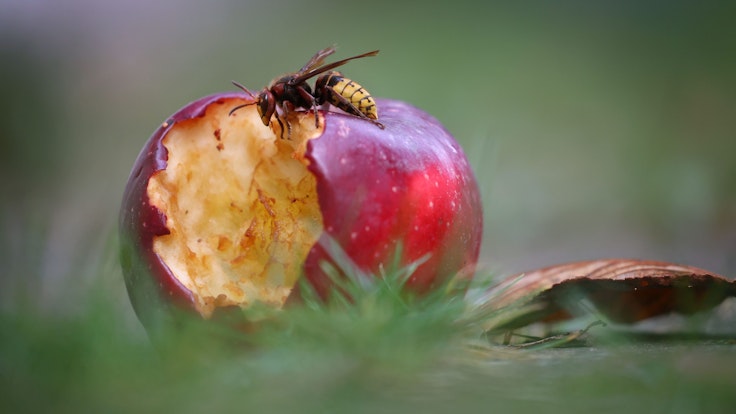 Eine Hornisse frisst an einem unter einem Baum liegenden Apfel.