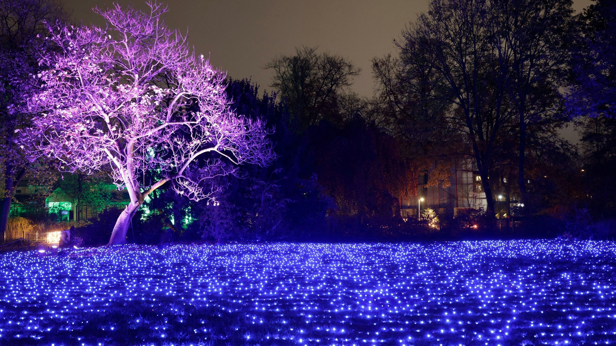 Die Weihnachtslichtershow Christmas Garden entführt den Besucher auf einem Rundweg durch den Kölner Zoo mit zahlreichen glitzernden Illuminationen in eine magische Weihnachtswelt - dazu zählt auch das Lichtermeer aus 18 000 blauen Leuchtdioden auf der zentralen Zoowiese.