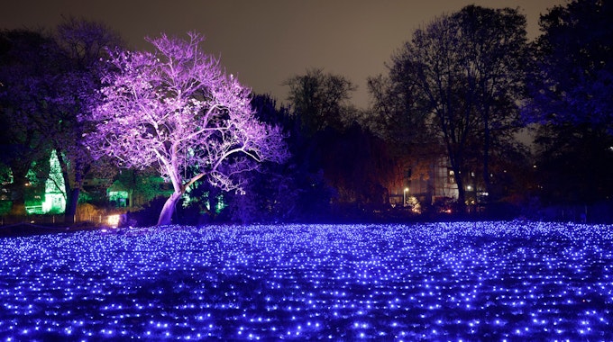 Die Weihnachtslichtershow Christmas Garden entführt den Besucher auf einem Rundweg durch den Kölner Zoo mit zahlreichen glitzernden Illuminationen in eine magische Weihnachtswelt - dazu zählt auch das Lichtermeer aus 18 000 blauen Leuchtdioden auf der zentralen Zoowiese.