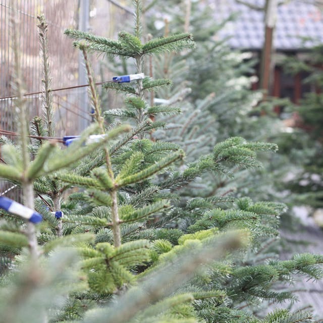 Weihnachtsbäume stehen an einem Zaun angelehnt.&nbsp;