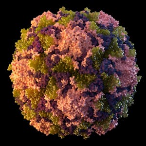 Die vom U.S. Centers for Disease Control and Prevention zur Verfügung gestellte Illustration aus dem Jahr 2014 zeigt ein Poliovirus-Partikel.