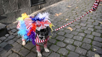 Ein verkleideter Hund an der Leine in der Kölner Innenstadt.