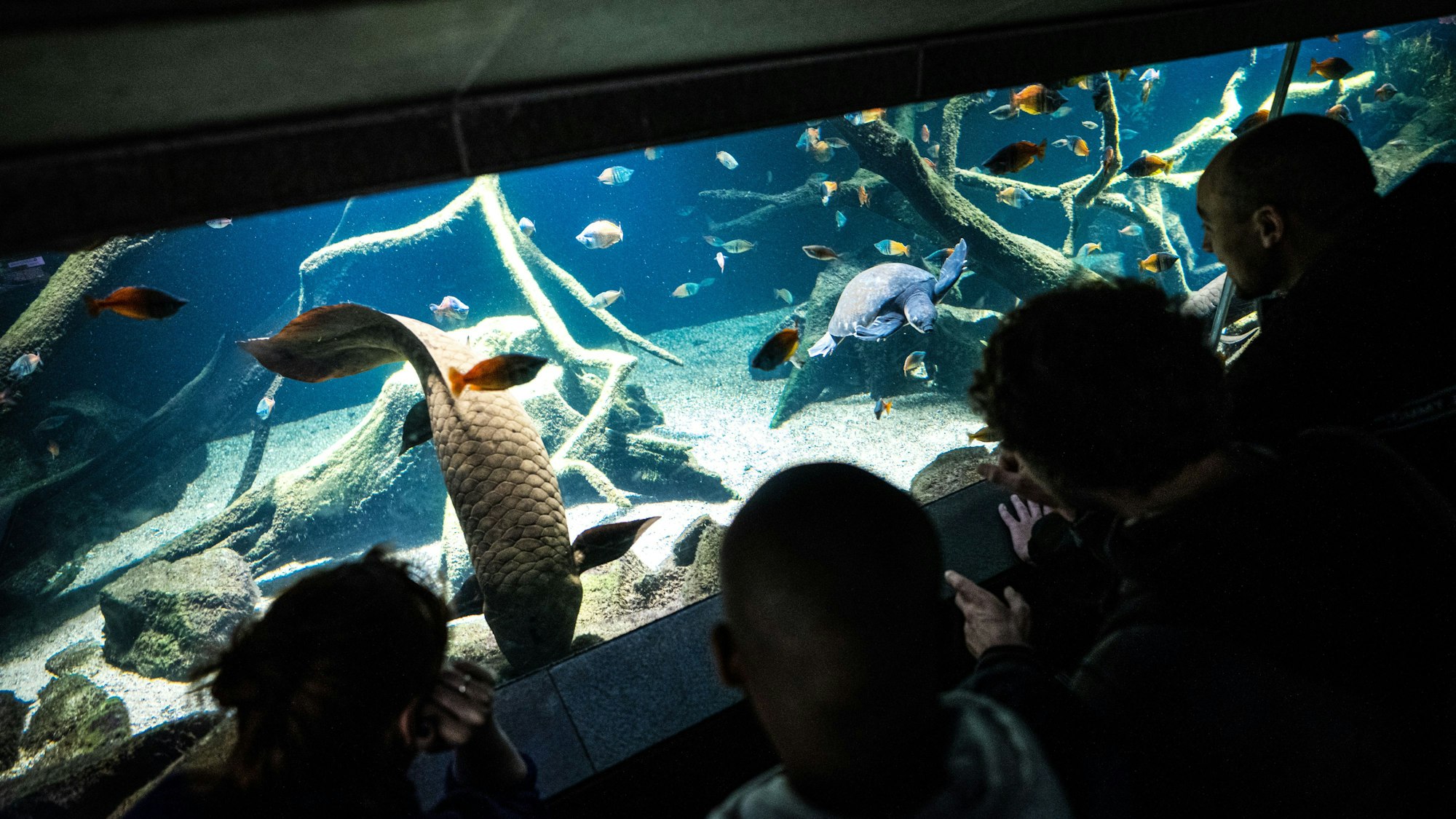 Mehrere Menschen stehen vor einem Aquarium und beobachten die farbenfrohe VIelfalt an Tieren.