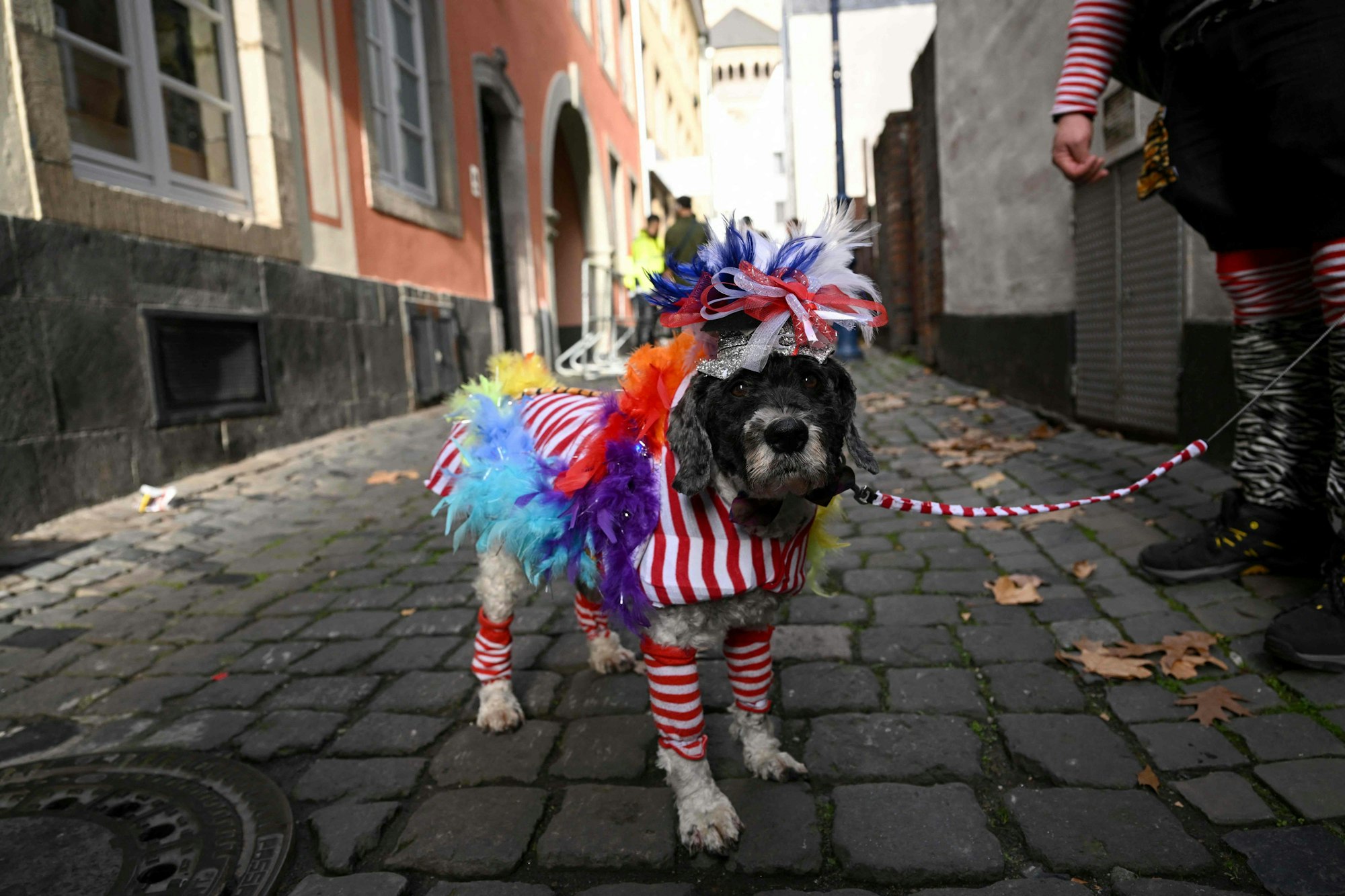 Ein Hund steht in den Gassen von Köln und trägt ein Karnevalskostüm.