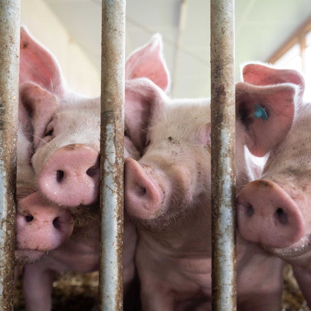 Schweine in einem baden-württembergischen Stall mit Tierwohl-Kennzeichnung.