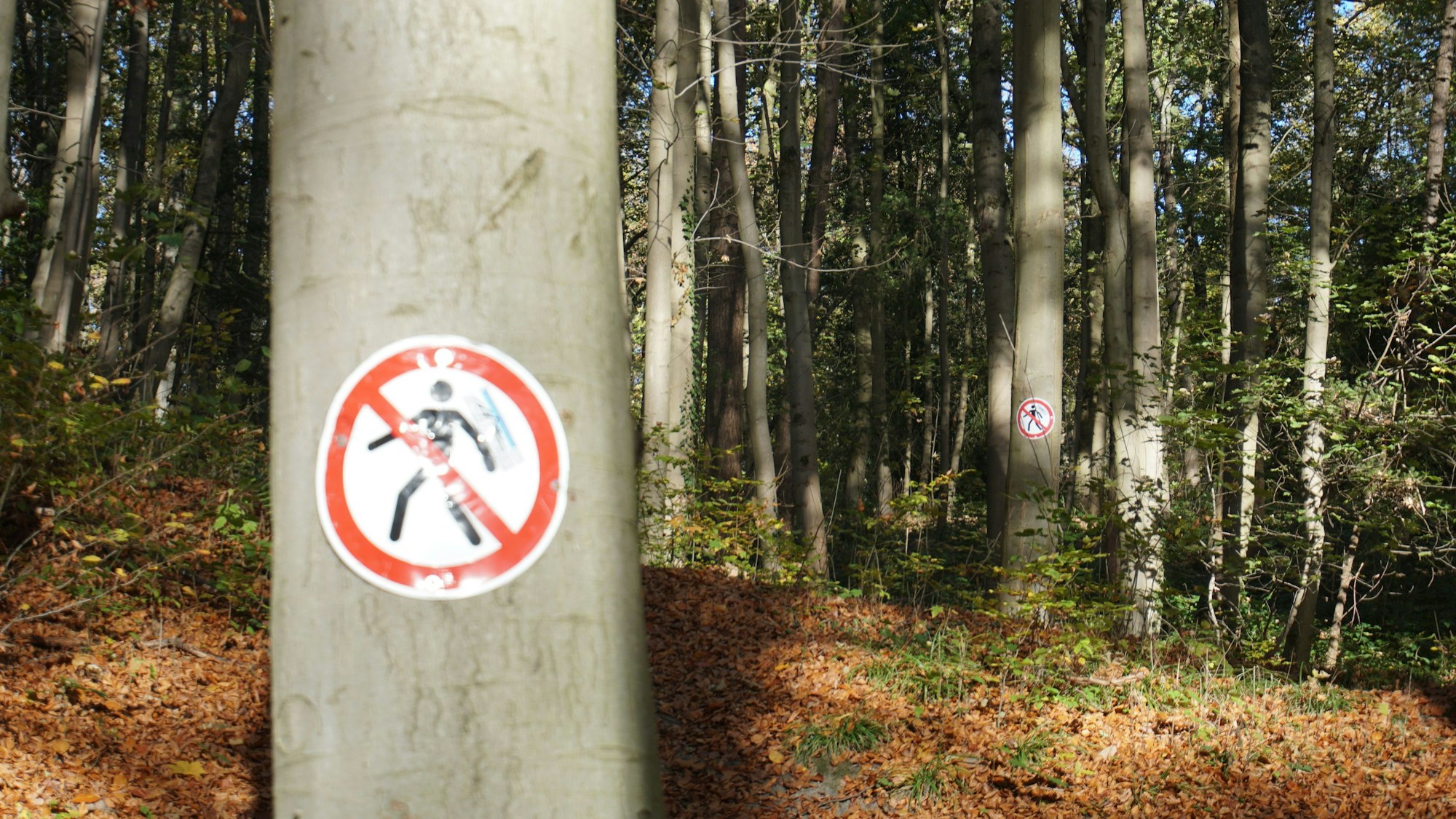 An einem Baum hängt ein Schild: Es zeigt, dass Fußgänger diesen Weg nicht benutzen dürfen. Mountainbiker haben das Schild verbotenerweise aufgehängt.