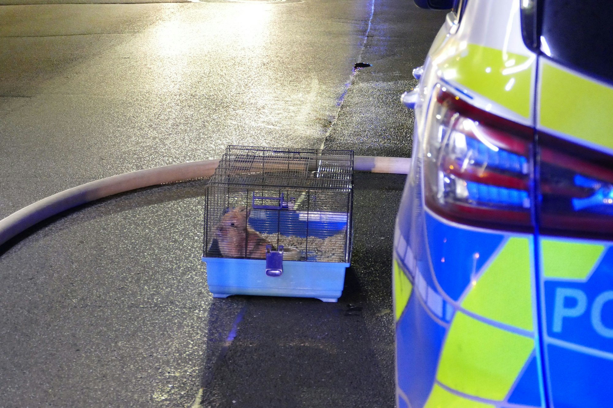 Ein Kaninchen sitzt in einem kleinen Käfig auf der Straße. Hinter ihm auf dem Boden liegt ein Schlauch, im Vordergrund steht ein Polizeiwagen.