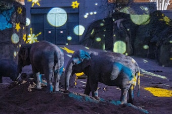 Zwei Elefanten im angeleuchteten Außengehege