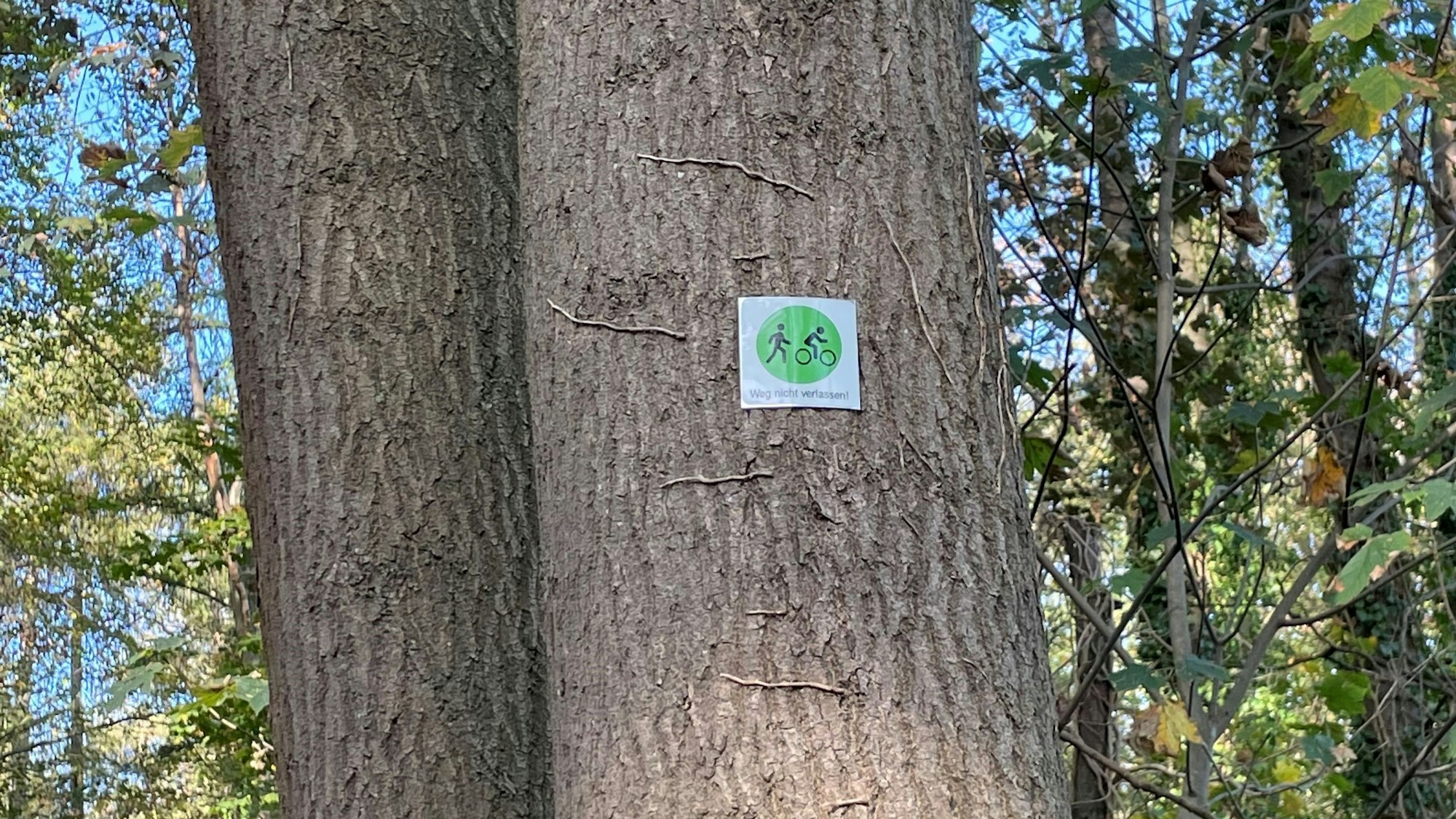 Ein grünes Schild an einem Baum weist darauf hin, dass Wege von Fahrradfahrern und Fußgänger zusammen genutzt werden können.