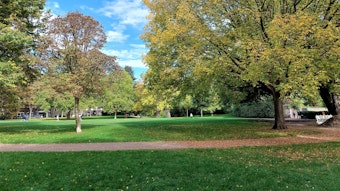 Im Friedenspark in der Südstadt stehen über 100 Jahre alte Bäume.