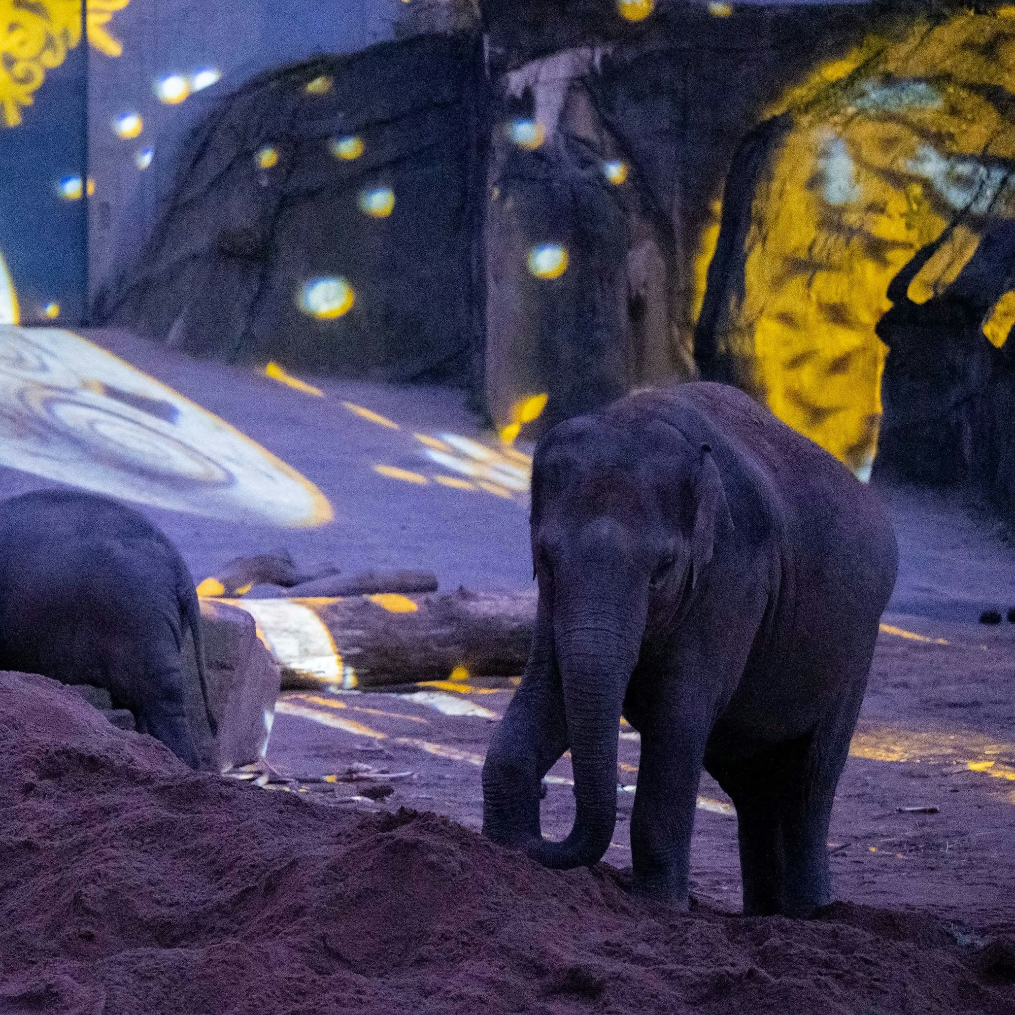 Den Tieren im Kölner Zoo macht das Lichterfest nichts aus. Sie können sich jederzeit zurückziehen.