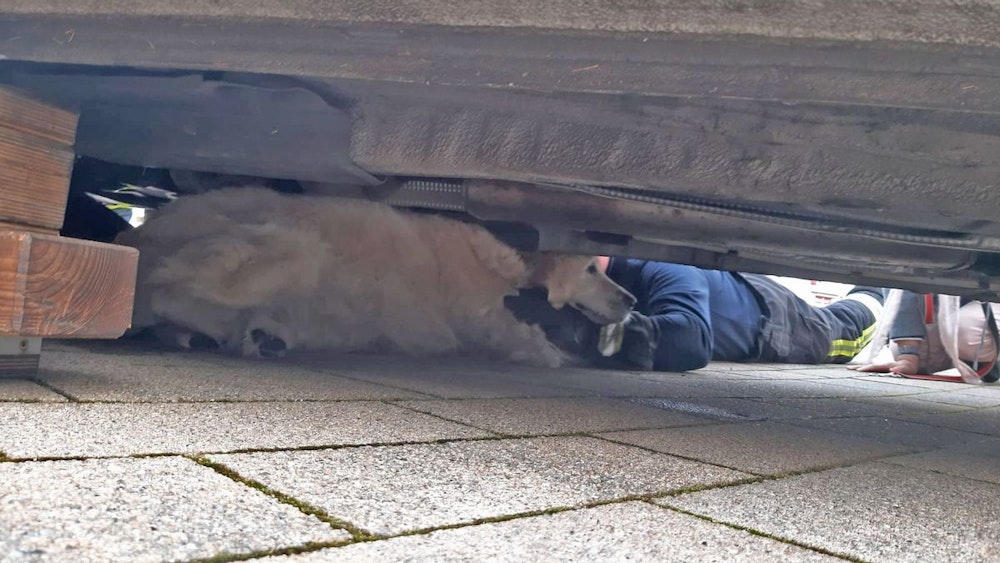Hund unter einem Auto eingeklemmt. Einsatzkräfte der Feuerwehr versuchen ihn zu befreien.
