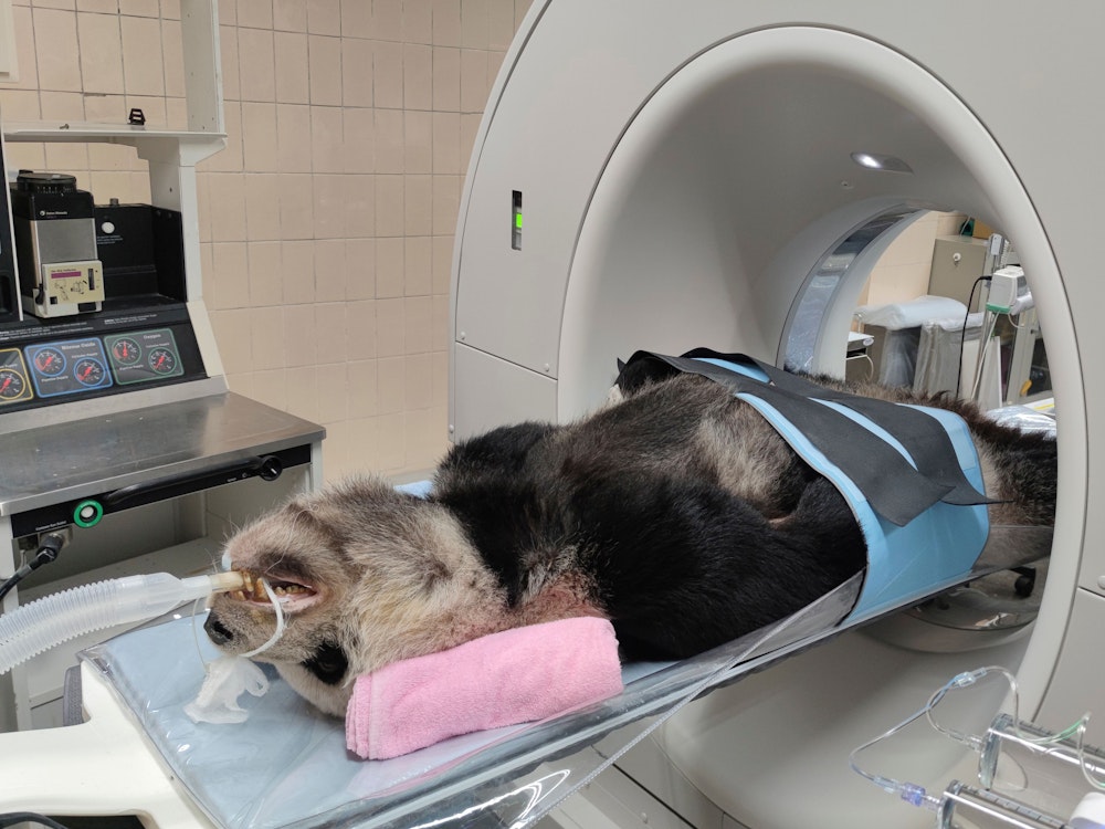 Auf diesem vom Zoo Taipeh veröffentlichten Foto wird der kranke Große Panda Tuan Tuan in ein CT-Gerät gelegt.
