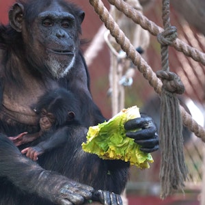 Ein Schimpansen-Baby und seine Mutter
