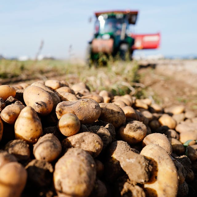 Ein Traktor fährt bei der Ernte von Kartoffeln über einen Acker.&nbsp;
