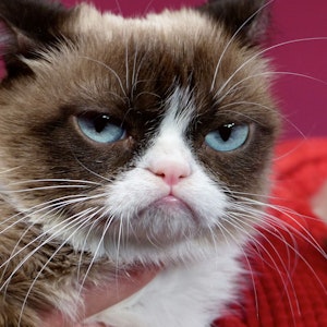 Hauskatze «Grumpy Cat» wird im Wachsfigurenkabinett bei Madame Tussauds von ihrer Besitzerin gehalten - Grund des Besuchs war die Vorstellung der Wachsfigur der Katze.
